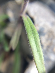 Silene uralensis