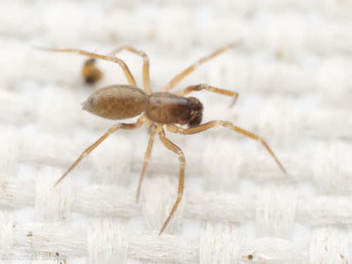 Metopobactrus pacificus