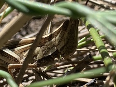 Mermiria intertexta