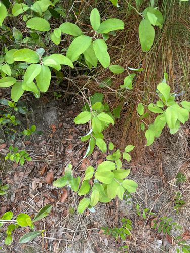 Zenobia pulverulenta, photograph 5