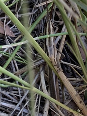 Mermiria intertexta