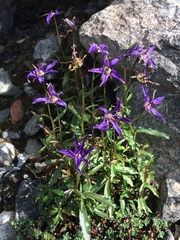 Campanula aurita