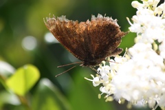 Callophrys augustinus