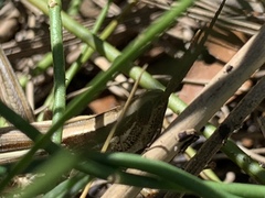 Mermiria intertexta