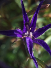 Campanula aurita