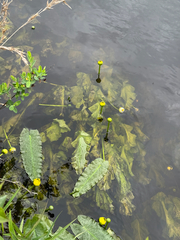 Nuphar sagittifolia, photograph (c) Jeff Clark, some rights reserved (CC BY)