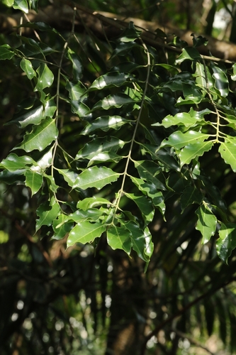 Psydrax dicoccos, photograph 4