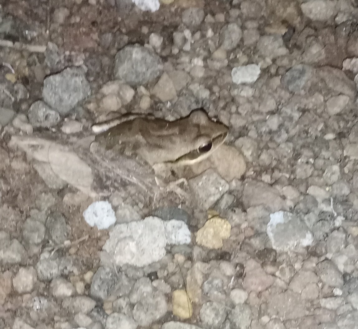 Big-Headed Whipping Frog