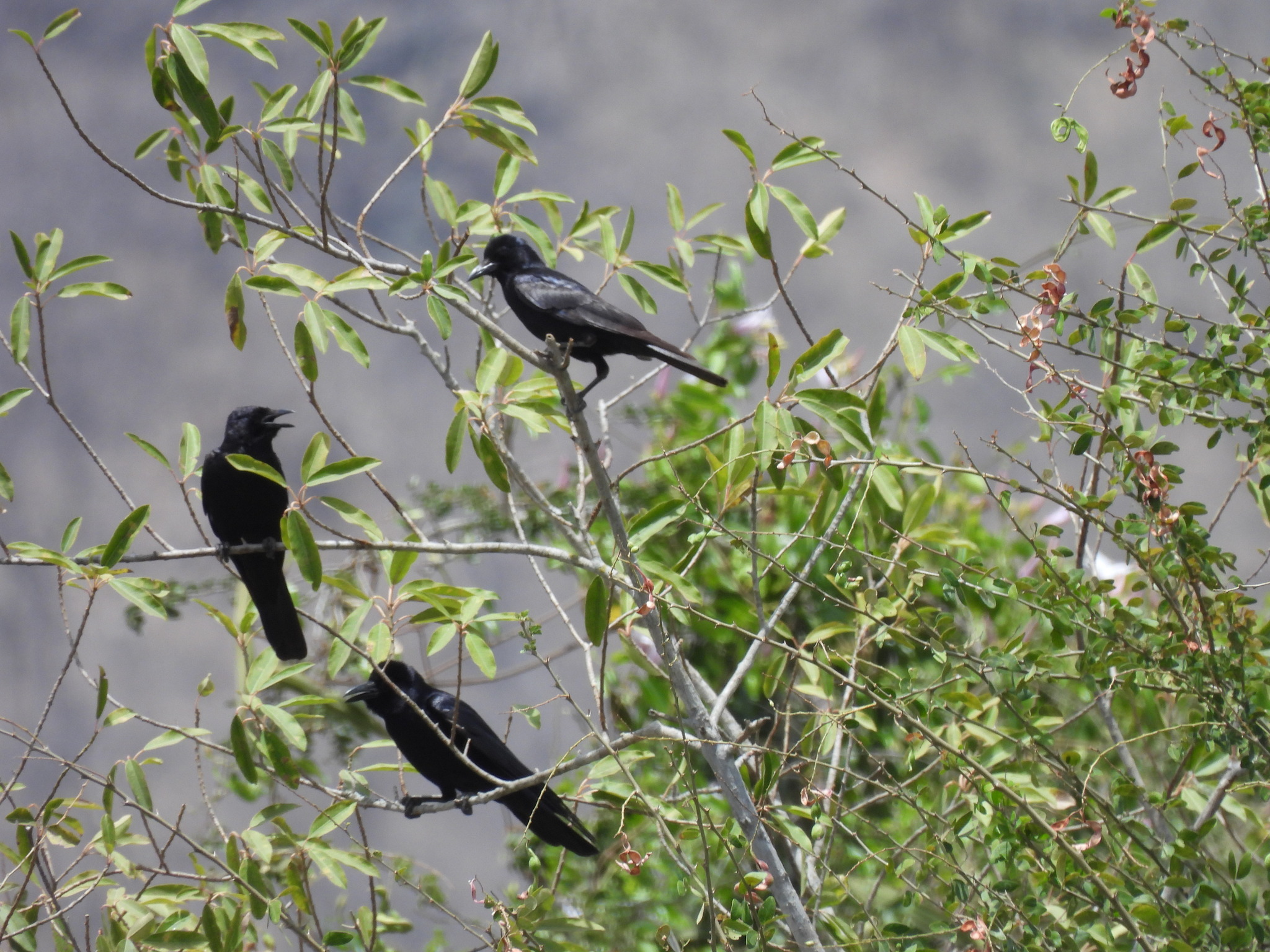 Sinaloa Crow (Corvus sinaloae), photo 8