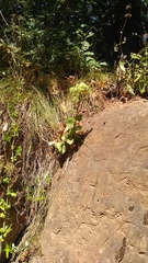 Hylotelephium caucasicum