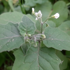 Solanum nigrum