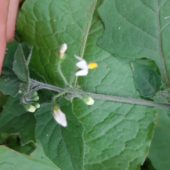 Solanum nigrum