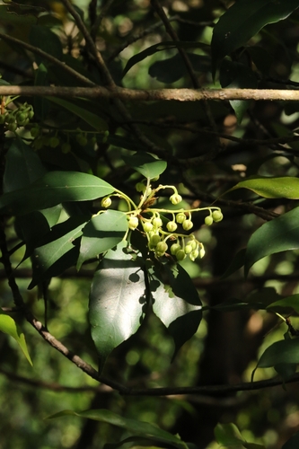 Chinese Elaeocarpus (Elaeocarpus chinensis)