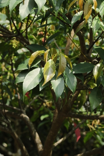 Image of Elaeocarpus chinensis by no rights reserved
