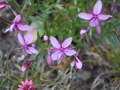 Chamaenerion fleischeri