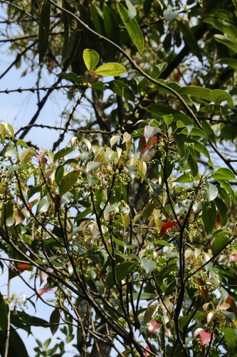 Image of Elaeocarpus chinensis by no rights reserved
