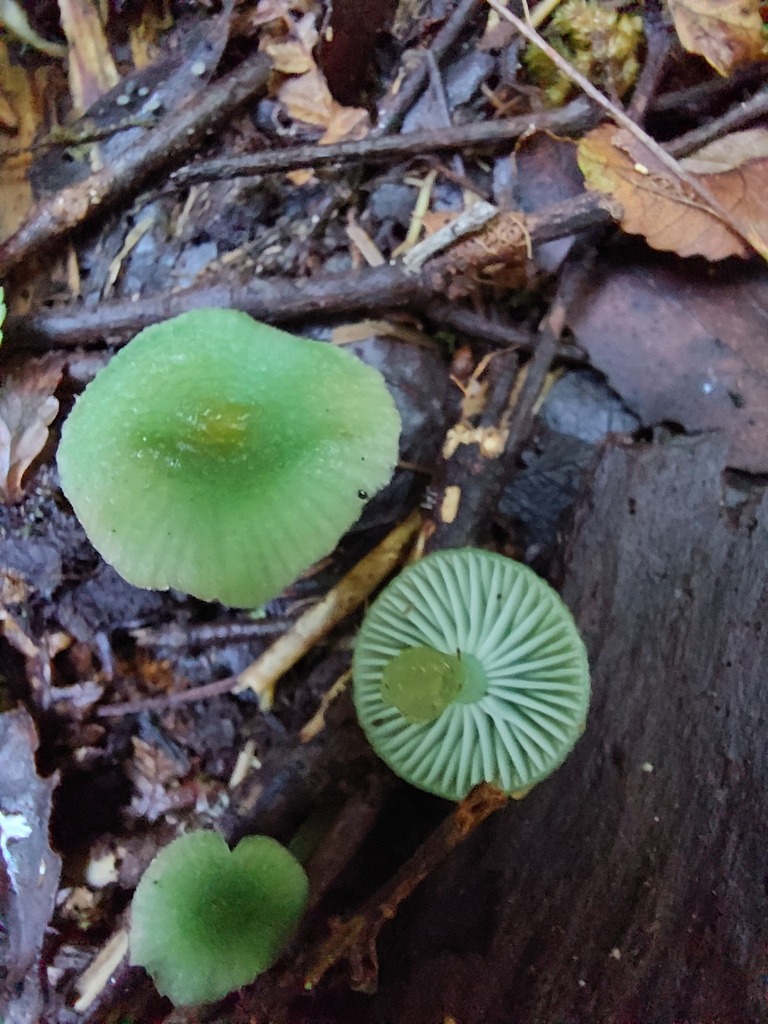 Gliophorus graminicolor · April 2025 · photo: © catchwords (iNaturalist, cc-by)