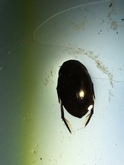Hydrophilus ovatus