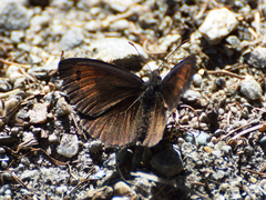 Erebia tyndarus