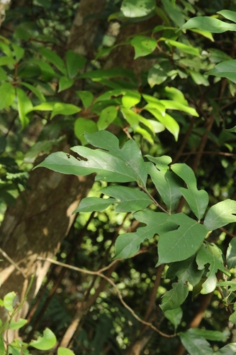 Artocarpus hypargyreus, photograph 4