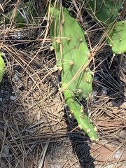 Opuntia mesacantha