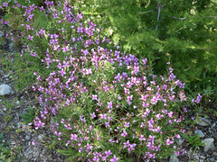 Chamaenerion fleischeri