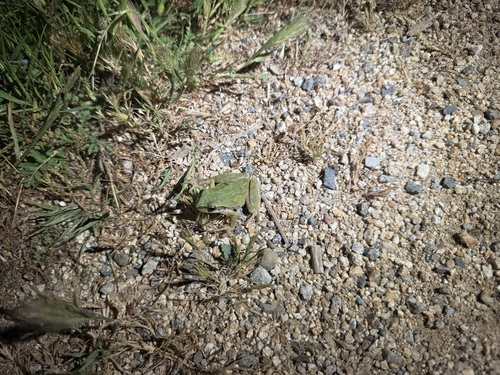 iNaturalist observation photo of Pacific chorus frog