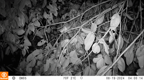 Mexican Mouse Opossum