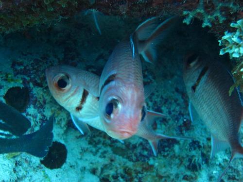 Bastard soldierfish (Myripristis jacobus) — Holocentridae — 5