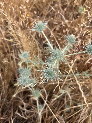 iNaturalist observation photo of California eryngo