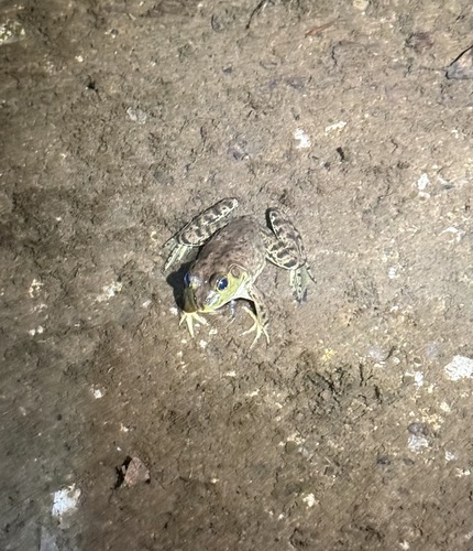 iNaturalist observation photo of American Bullfrog