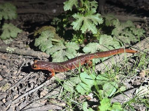 iNaturalist observation photo of Yellow-eyed Ensatina