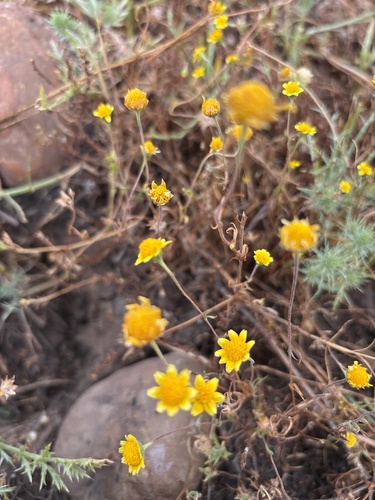 iNaturalist observation photo of Fremont's goldfields