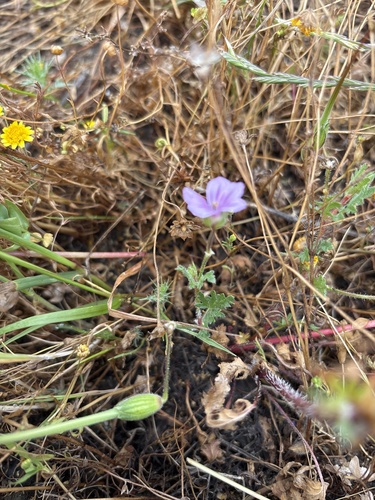 iNaturalist observation photo of Mediterranean Stork's-bill