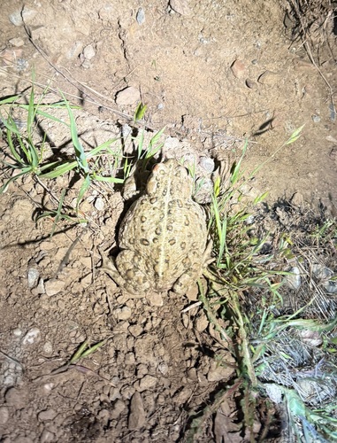iNaturalist observation photo of Western Toad