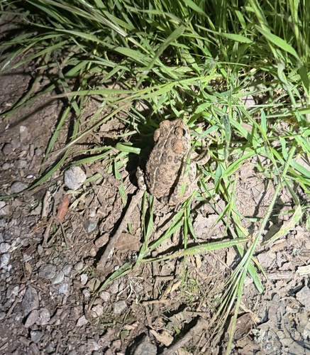 iNaturalist observation photo of Western Toad