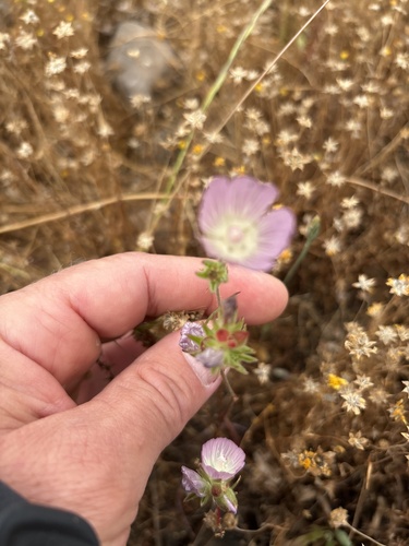 iNaturalist observation photo of fringed checkerbloom