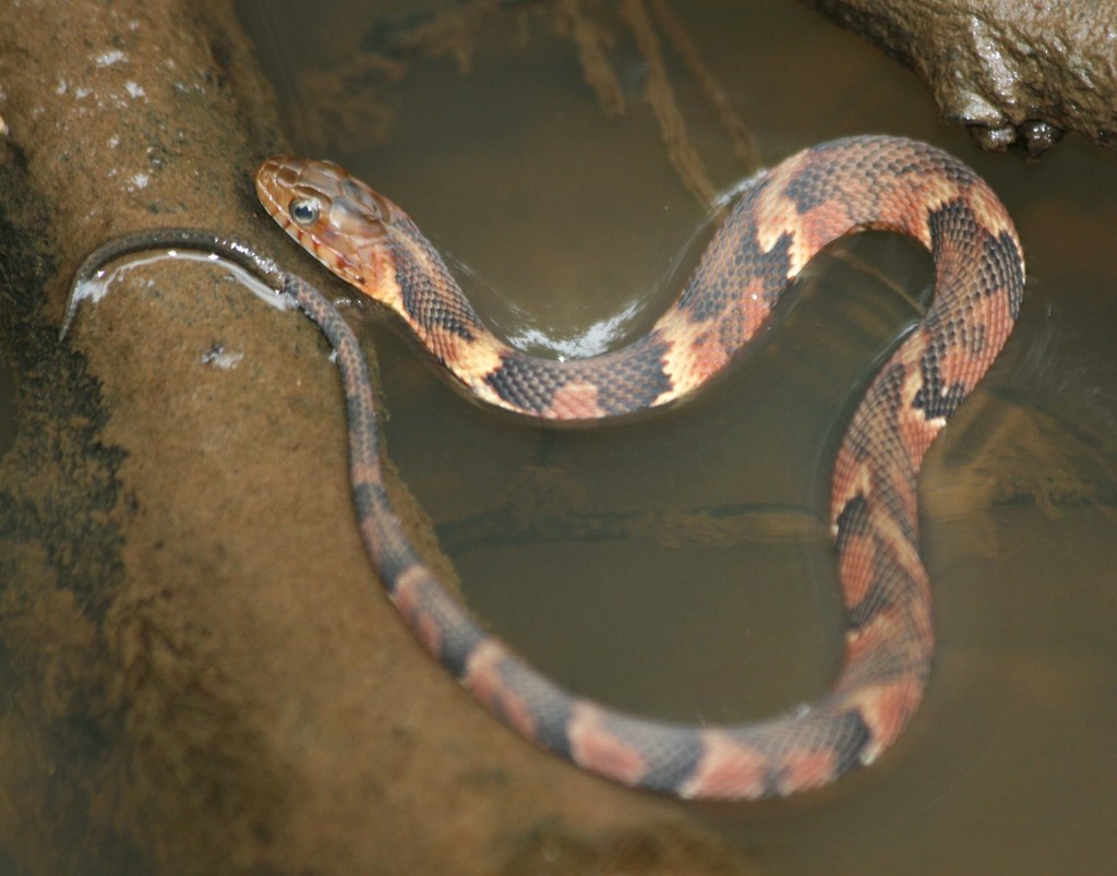Broad-banded Water Snake (Common Snakes Identification Guide for the Houston Area) · iNaturalist