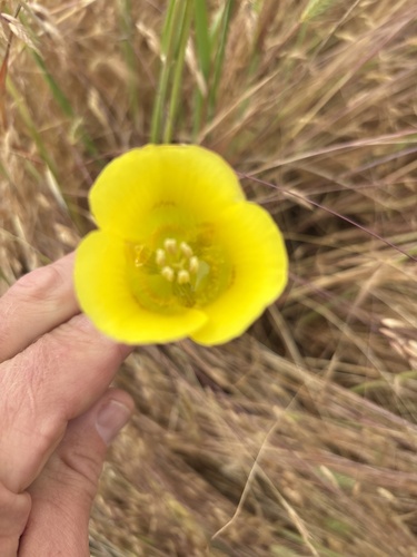 iNaturalist observation photo of Yellow Mariposa Lily