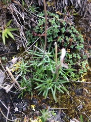 Chrysanthemum integrifolium