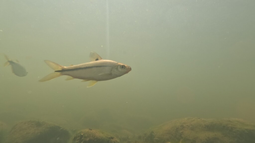 Shortfin toothless characin (Steindachnerina brevipinna) — Curimatidae