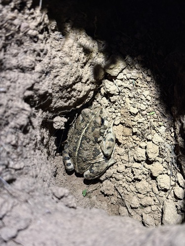 iNaturalist observation photo of Western Toad