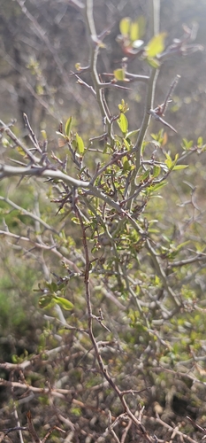 Image of Ceanothus fendleri by (c) Indio Brown, some rights reserved (CC BY)