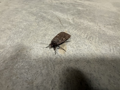 iNaturalist observation photo of Large Yellow Underwing