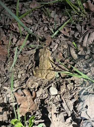 iNaturalist observation photo of Western Toad