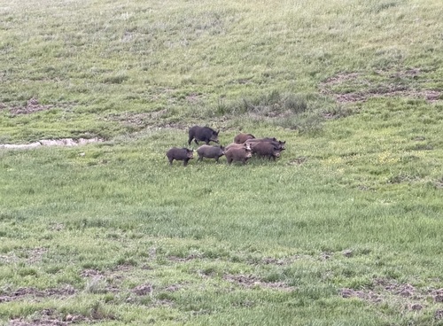iNaturalist observation photo of Wild Boar