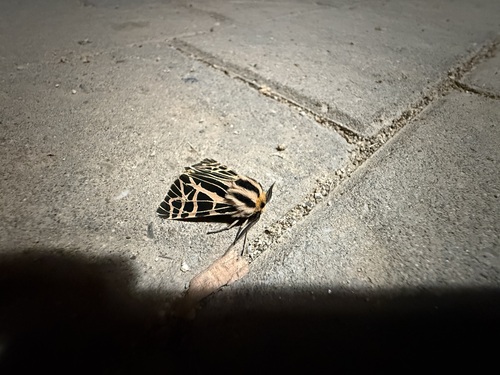 iNaturalist observation photo of Ornate Tiger Moth