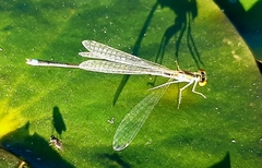 Enallagma vesperum