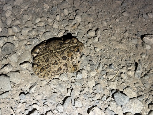 iNaturalist observation photo of Western Toad