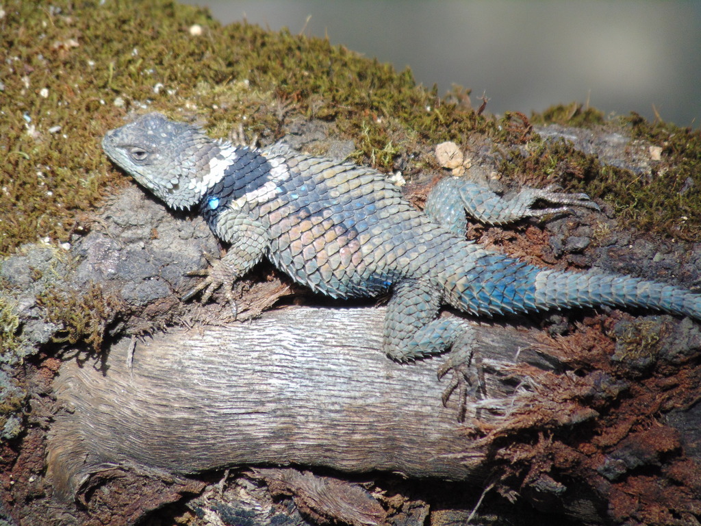 Cleft Lizard